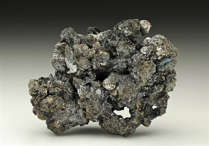 CC16923 specimen image