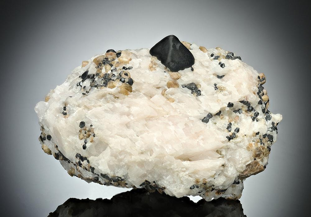 CC16928 specimen image