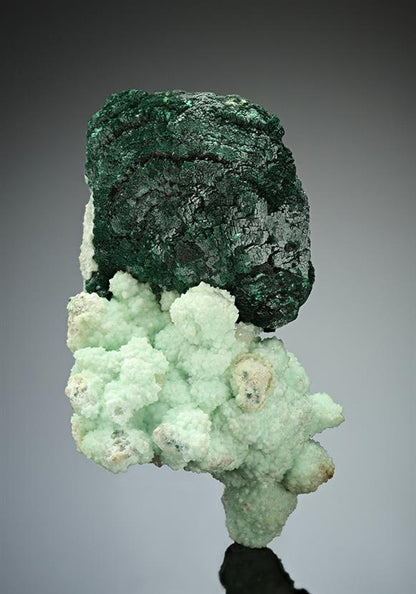CC17444 specimen image