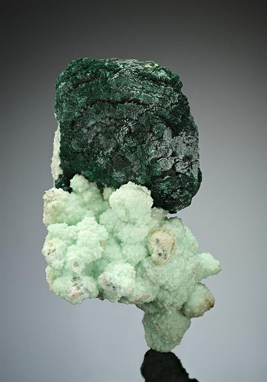 CC17444 specimen image