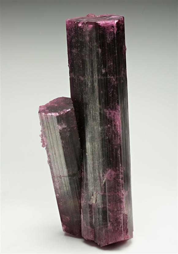 CC17468 specimen image