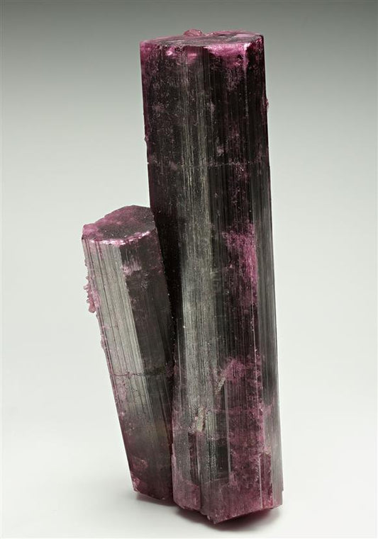 CC17468 specimen image