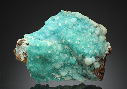 CC17505 specimen image