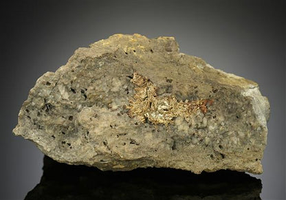 CC17515 specimen image