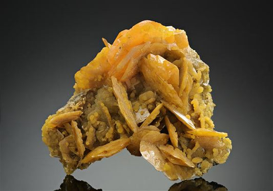 CC17558 specimen image