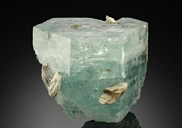 CC17572 specimen image