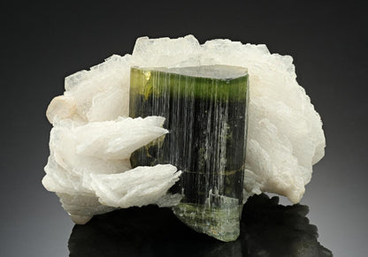 CC17588 specimen image