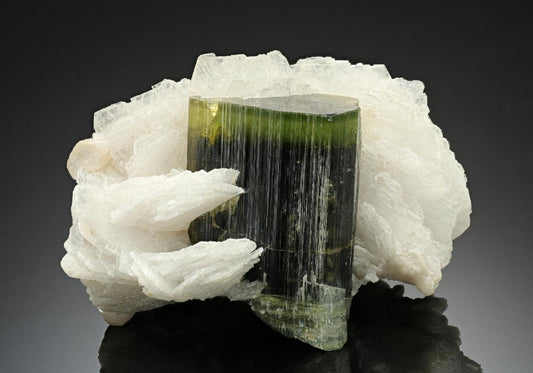 CC17588 specimen image