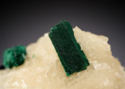 CC17593 specimen image