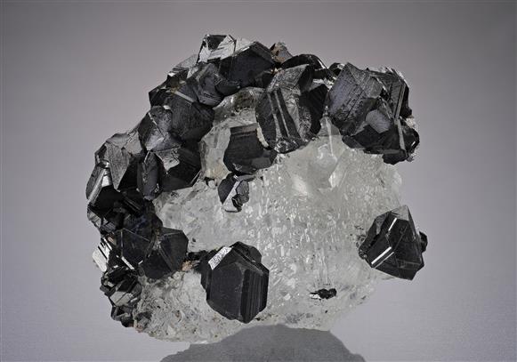 CC17637 specimen image