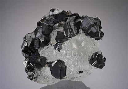 CC17637 specimen image