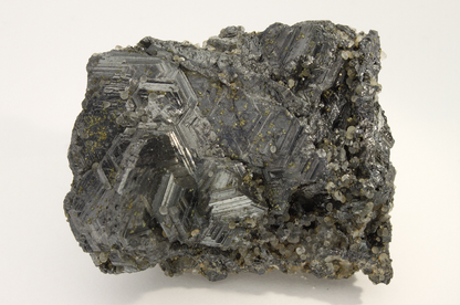 CC17656 specimen image