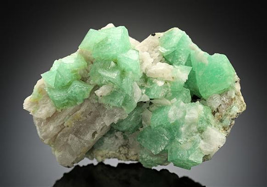 CC17668 specimen image