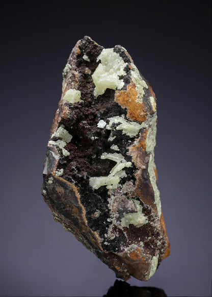 CC17748 specimen image