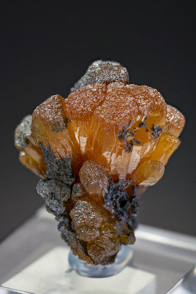 CC17752 specimen image