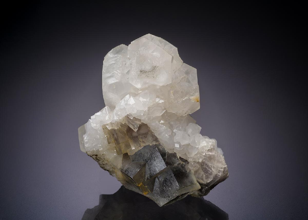 CC17770 specimen image