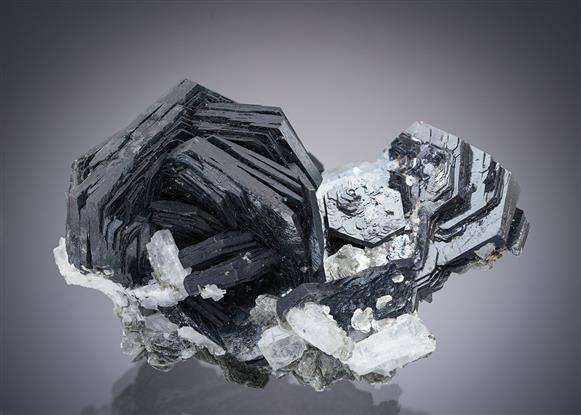 CC17809 specimen image