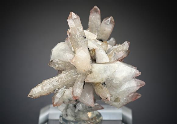 CC17882 specimen image