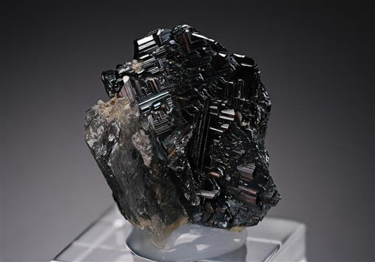 CC17889 specimen image