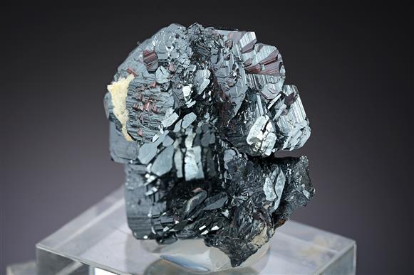 CC17891 specimen image