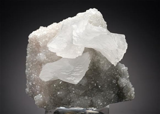 CC17935 specimen image