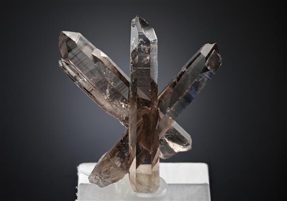 CC17948 specimen image