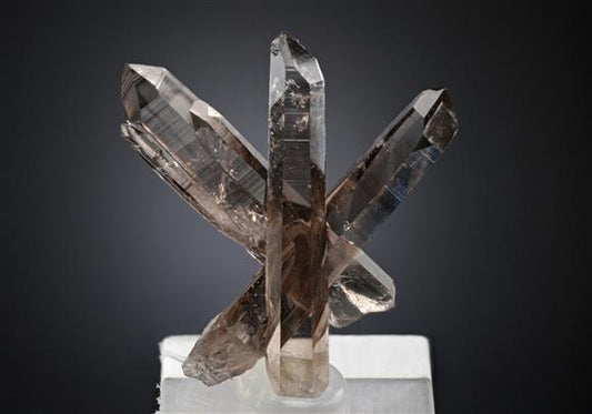 CC17948 specimen image