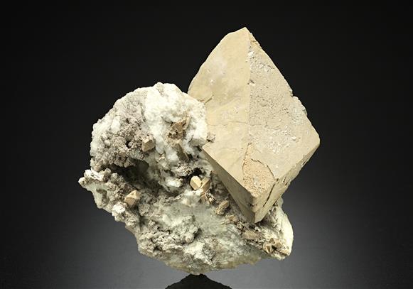 CC17980 specimen image