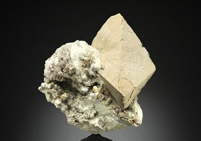 CC17980 specimen image
