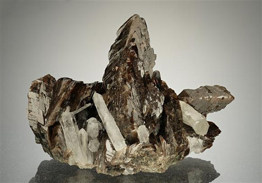 CC18218 specimen image