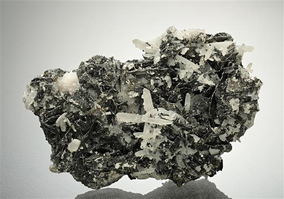 CC18254 specimen image