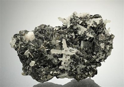 CC18254 specimen image