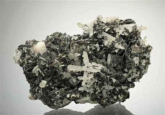 CC18254 specimen image