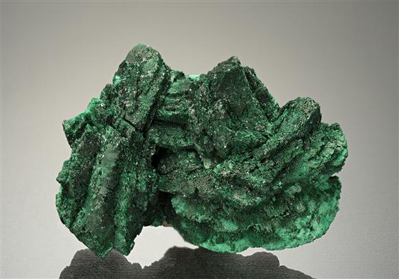 CC18255 specimen image