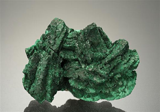 CC18255 specimen image