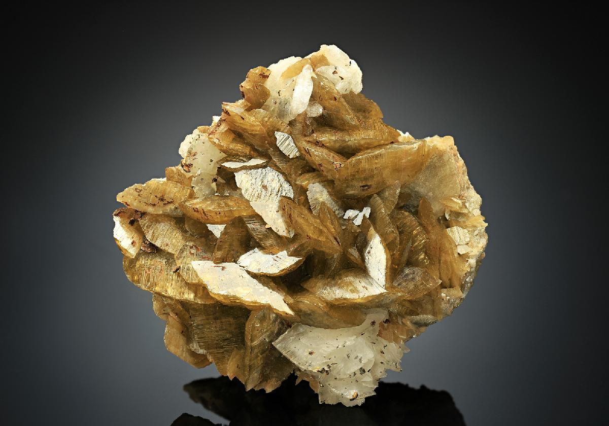 CC18494 specimen image
