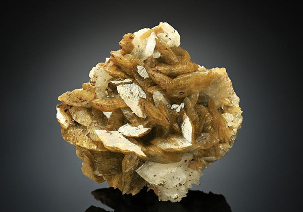 CC18494 specimen image