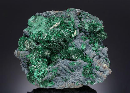 CC18536 specimen image
