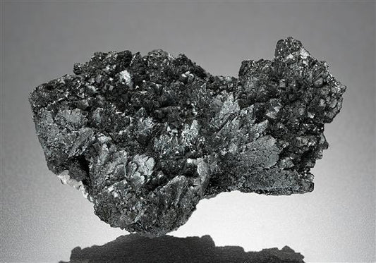 CC18580 specimen image