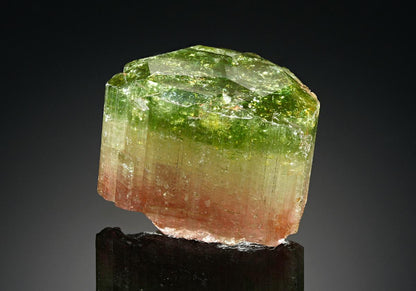 CC18583 specimen image