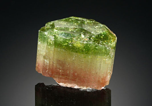 CC18583 specimen image