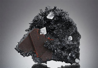 CC18585 specimen image