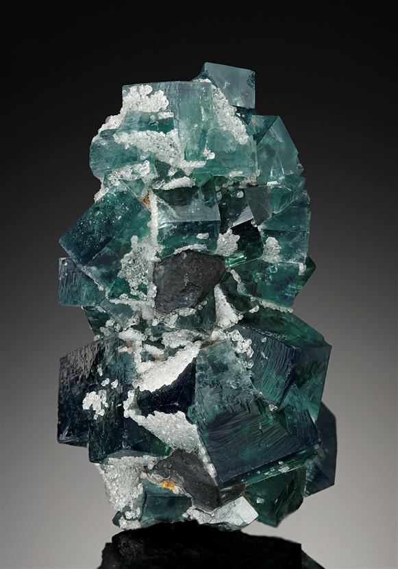 CC18591 specimen image