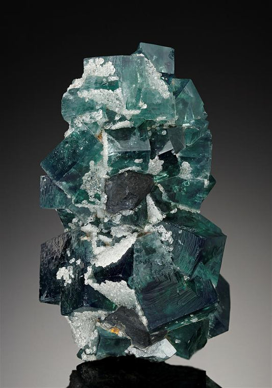 CC18591 specimen image