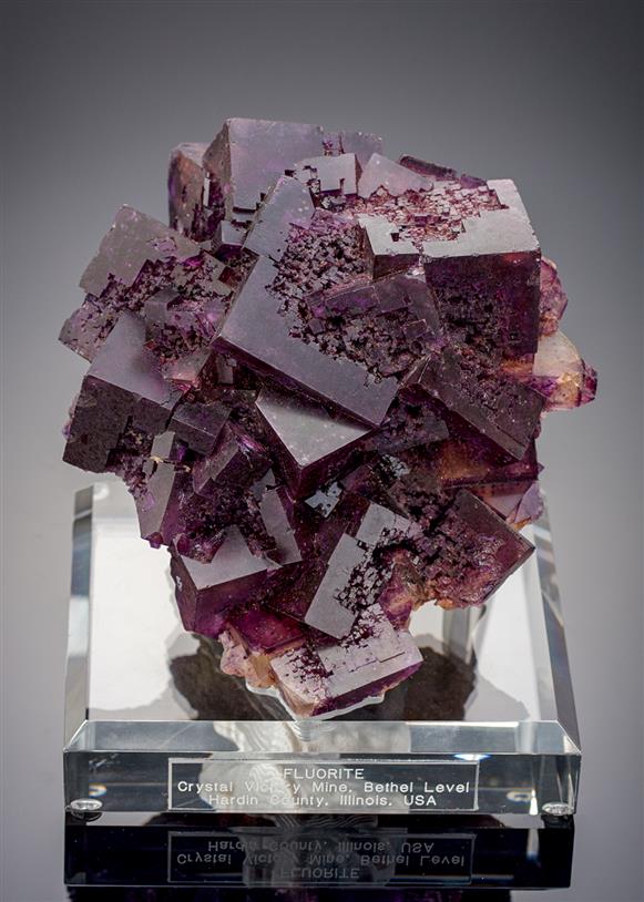 CC18671 specimen image