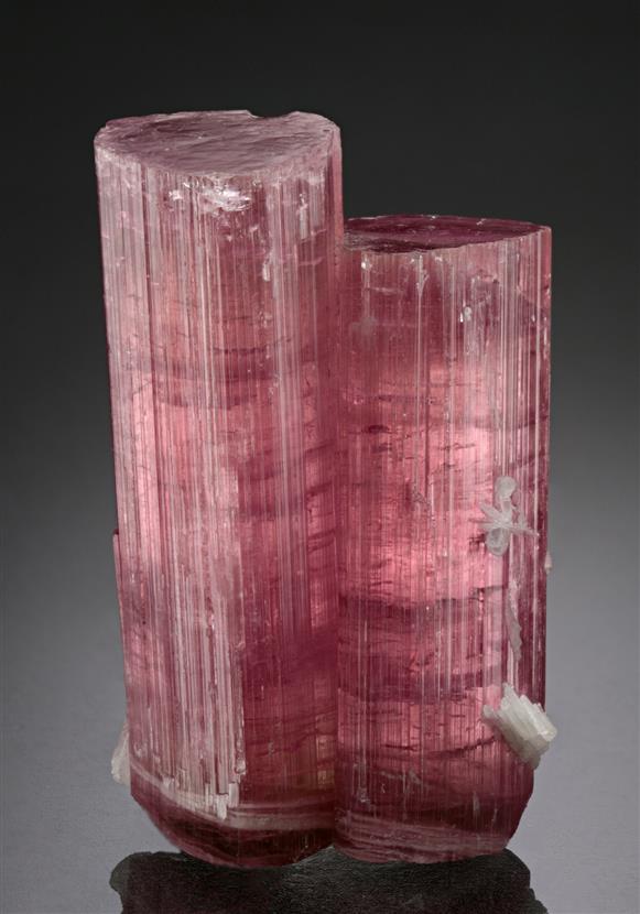 CC18702 specimen image