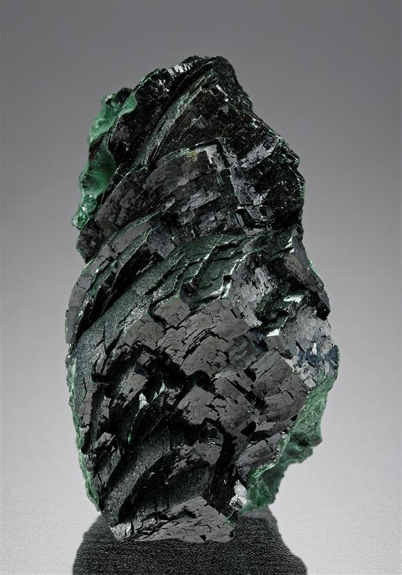 CC18707 specimen image