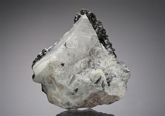 CC18783 specimen image