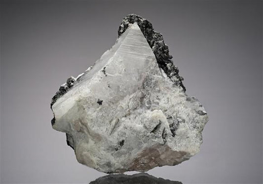 CC18783 specimen image