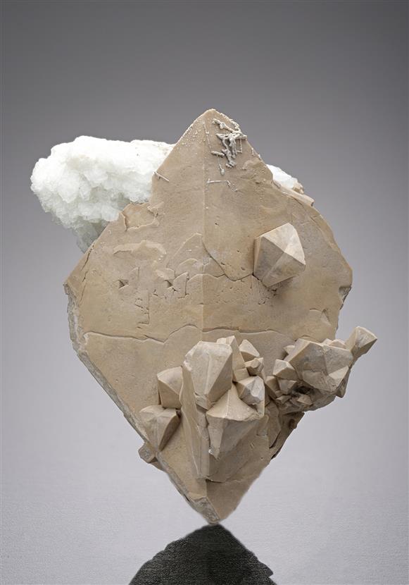 CC18811 specimen image